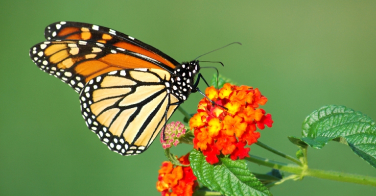 Journey to Mexico's butterfly sanctuaries and stand among hundreds of millions of monarchs as they complete their remarkable migration.
